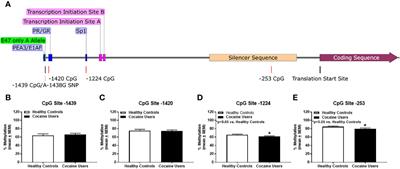 Methylation Patterns of the HTR2A Associate With Relapse-Related Behaviors in Cocaine-Dependent Participants